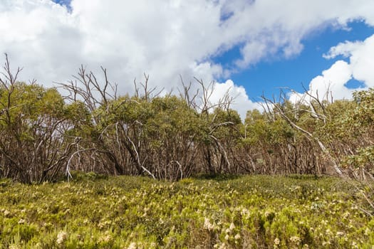 Hiking trails on ski runs around the summit of Lake Mountain on a clear summer's day, near Marysville, Victoria, Australia