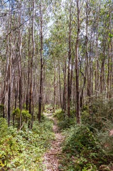 Hiking trails on ski runs around the summit of Lake Mountain on a clear summer's day, near Marysville, Victoria, Australia