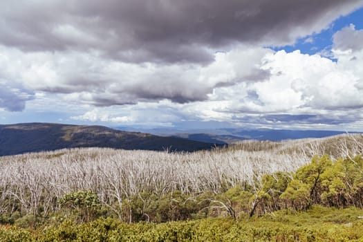 Views from Boundary Hut Trail near Lake Mountain on a clear summer's day, near Marysville, Victoria, Australia