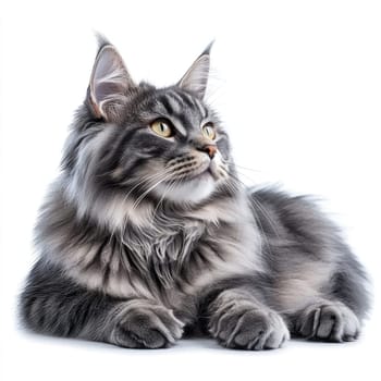 A Maine Coon cat with a stunning silvery-blue coat lies comfortably with its head on its paws. The cat gazes thoughtfully into the distance, showcasing its striking features.