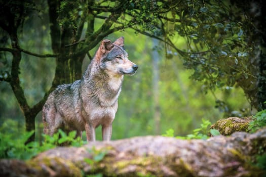Curious gray wolf on the prowl standing in the forest