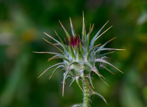 This thistle showcases its interesting spiky structure and vibrant purple crown surrounded by soft greenery on a bright sunny day, emphasizing nature's beauty.