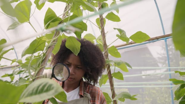 Happy children farmer hands holding magnifying glass and looking at vegetables in hydroponics farm, Biotechnology kid examining plant leaf, agriculture school learning research for science concept