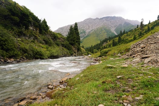 Flowing river meandering through a lush green valley in the tian shan mountains, surrounded by coniferous trees and vibrant grass on a cloudy summer day, creating a serene landscape