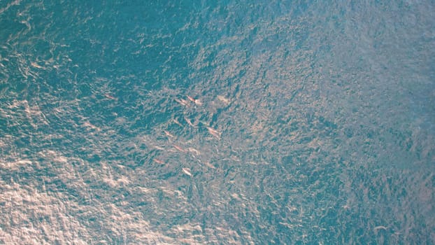 Dolphins gracefully swimming in crystal clear turquoise waters, creating mesmerizing patterns, captured from a drone's aerial perspective, showcasing the beauty of marine life