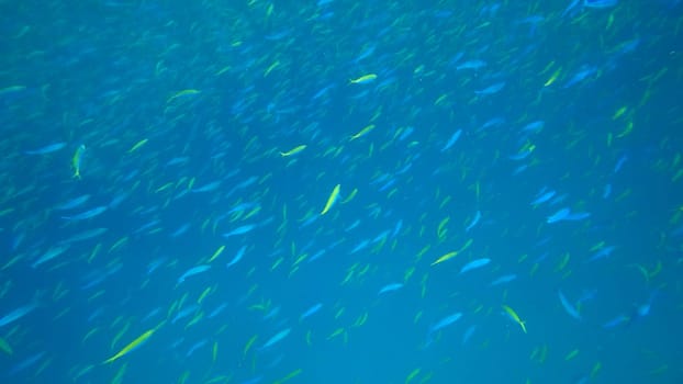 Large school of vibrant fusilier fish swimming gracefully through the clear blue waters of a tropical ocean, showcasing the beauty of marine life in an abundant underwater ecosystem