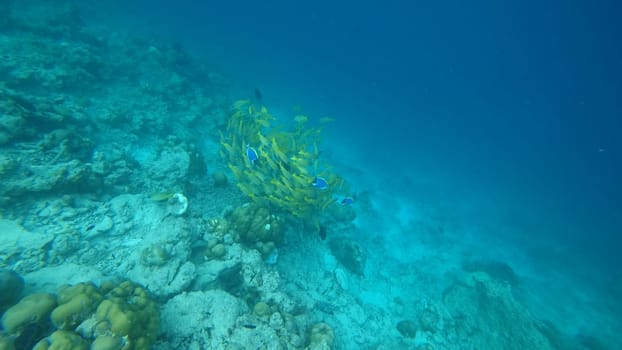 School of yellow fish swims gracefully over a vibrant coral reef in the clear turquoise waters of a tropical ocean, creating a mesmerizing underwater scene