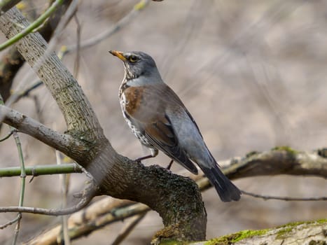 Bird Perched on a Tree Branch. Fieldfare, lat. Turdus pilaris, is sitting on tree branch. The fieldfare or Turdus pilaris is a member of the thrush family Turdidae