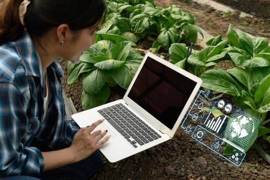 Farmer analyzing crop data on laptop with smart agriculture technology in vegetable farm.
