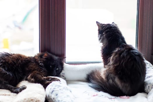Two playful cats are looking out from a cozy window, eagerly observing the world outside their home, filled with curiosity