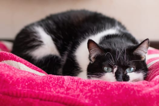 A lovely black and white cat is comfortably laying on a soft pink blanket, enjoying a peaceful moment of relaxation and warmth
