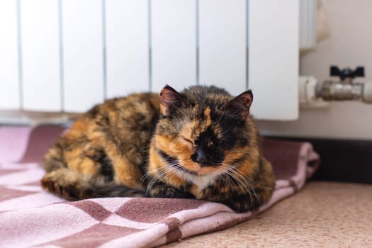 A beautiful calico cat is peacefully laying on a cozy blanket next to a warm radiator, enjoying the warmth and comfort it provides