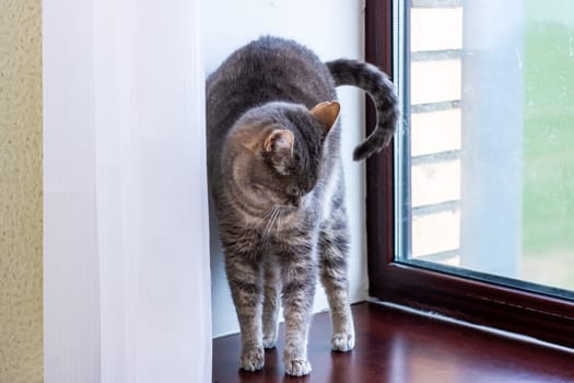 A cat is standing gracefully on a window sill, gazing intently out the window to observe the world beyond