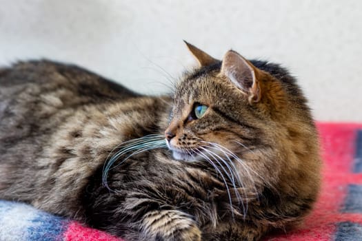 A beautiful cat with striking blue eyes is comfortably laying on a cozy red and blue patterned blanket, enjoying its warm resting spot
