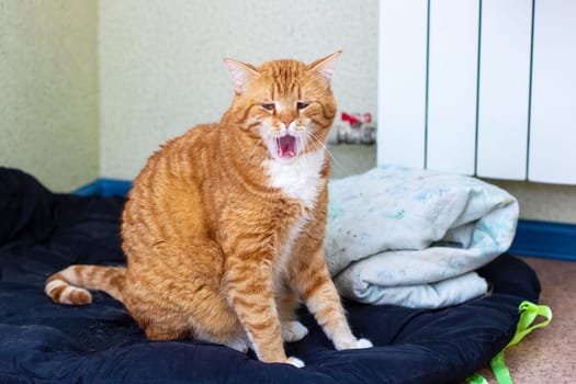 An orange and white cat is lazily yawning while comfortably sitting on a cozy bed, enjoying a moment of relaxation and calmness