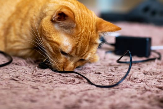 A playful cat is having fun with a cord that is lying on the floor, exhibiting its natural curiosity and energy while it plays