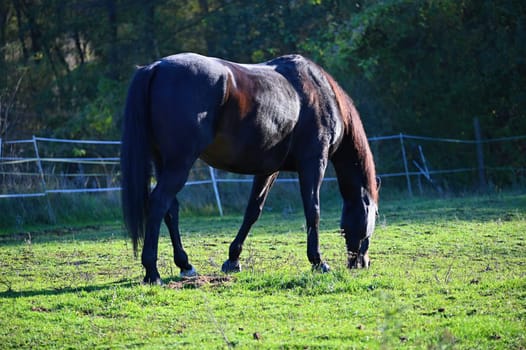 A beautiful horse is grazing on a green meadow on a sunny day. Concept for animals and nature
