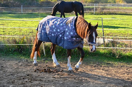 A beautiful horse is grazing on a green meadow on a sunny day. Concept for animals and nature
