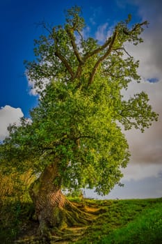 Beautiful big old tree. Concept for nature and environment. HDR image of green leafy tree.