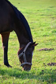 A beautiful horse is grazing on a green meadow on a sunny day. Concept for animals and nature
