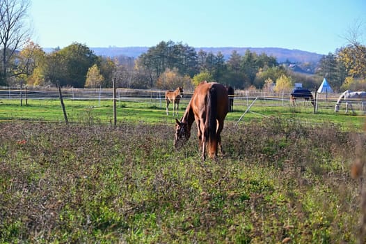 A beautiful horse is grazing on a green meadow on a sunny day. Concept for animals and nature
