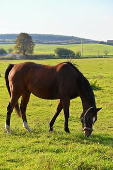 A beautiful horse is grazing on a green meadow on a sunny day. Concept for animals and nature
