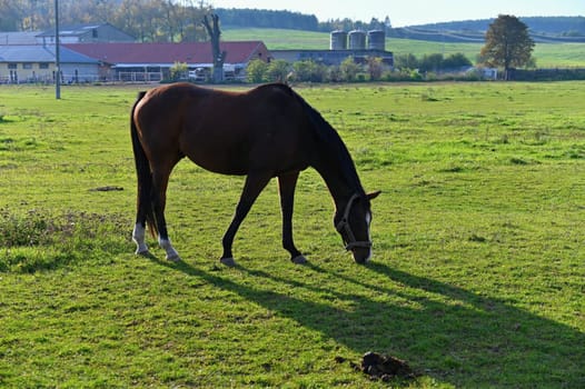 A beautiful horse is grazing on a green meadow on a sunny day. Concept for animals and nature
