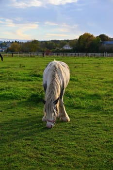 A beautiful horse is grazing on a green meadow on a sunny day. Concept for animals and nature
