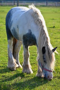 A beautiful horse is grazing on a green meadow on a sunny day. Concept for animals and nature

