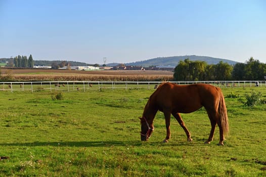 A beautiful horse is grazing on a green meadow on a sunny day. Concept for animals and nature
