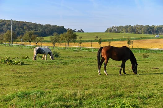 A beautiful horse is grazing on a green meadow on a sunny day. Concept for animals and nature

