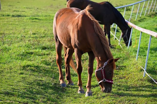 A beautiful horse is grazing on a green meadow on a sunny day. Concept for animals and nature

