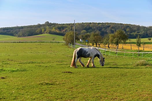 A beautiful horse is grazing on a green meadow on a sunny day. Concept for animals and nature
