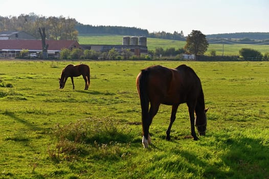 A beautiful horse is grazing on a green meadow on a sunny day. Concept for animals and nature
