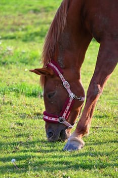 A beautiful horse is grazing on a green meadow on a sunny day. Concept for animals and nature
