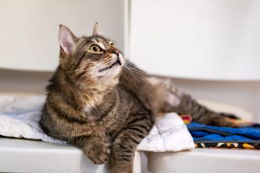 A domestic shorthaired cat is currently laying comfortably on a soft bed and is gazing up at something in its surroundings