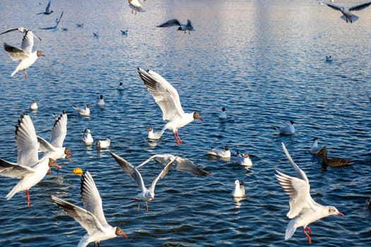 A large flock of seagulls is gracefully flying over a vast body of shimmering water, their wings spread wide as they glide through the skies