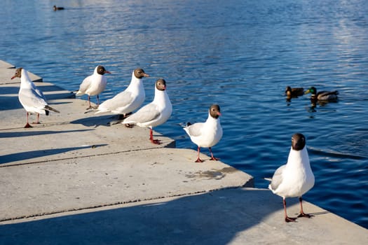 A diverse group of seagulls can be seen standing together on a dock that is located close to the shimmering surface of the water