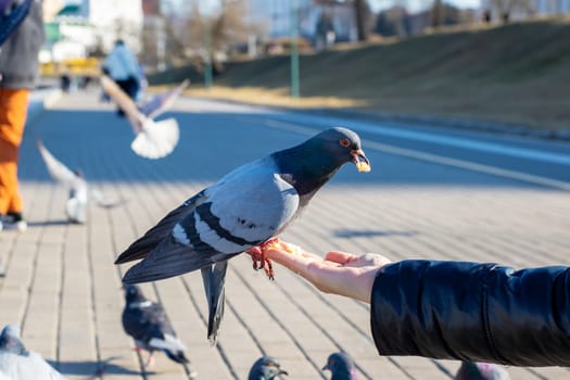 A friendly pigeon is happily eating food that is being offered from the hand of a person, enjoying this delightful snack experience