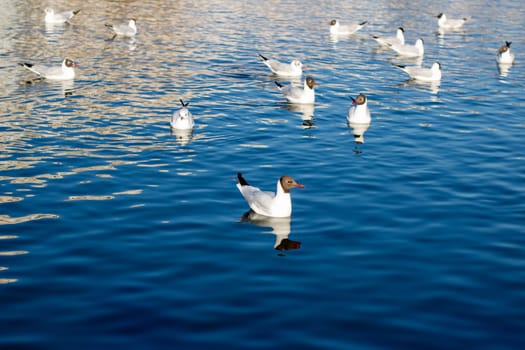 A large flock of seagulls is seen swimming gracefully in the shimmering water, showcasing their beautiful wings and unique beaks