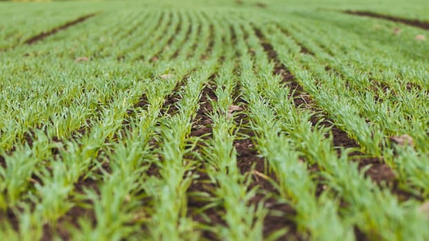 Young wheat seedlings stretching across agricultural landscape, signaling crop growth and sustainable farming practices