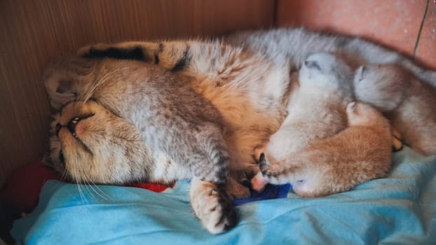 Mother cat lies on a soft blanket, protectively nursing her newborn kittens in a cozy, intimate setting