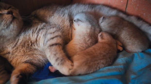 Nursing mother cat cuddling tiny newborn kittens, displaying tender maternal warmth and protective instincts