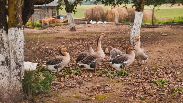 Canadian geese walking through autumn farmyard, golden leaves rustling beneath feathered feet, farm landscape surrounding migrating birds