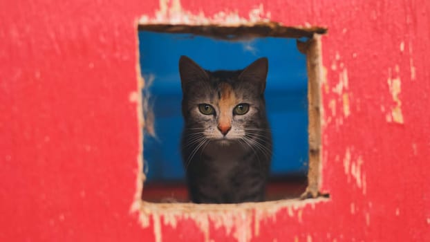 Gray feline peering through square opening in crimson wall, emerald eyes gleaming against azure backdrop