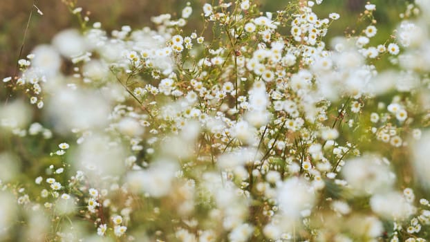 Soft white wildflowers blurring into ethereal landscape, creating gentle, naturalistic backdrop for creative designs