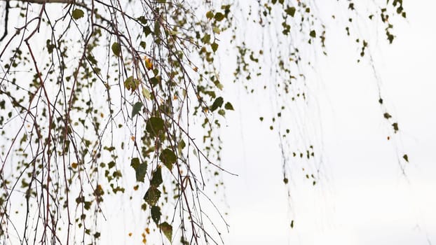 Delicate birch branches spreading sparse green and yellow foliage against pristine white backdrop, conveying serene natural minimalism