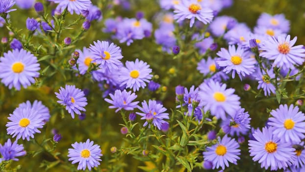 Vibrant purple michaelmas daisies flowering in lush garden landscape, showcasing delicate botanical details