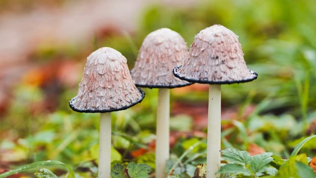 Close up of a cluster of shaggy ink cap mushrooms, showcasing their unique shaggy caps and delicate stems in a natural grassy setting