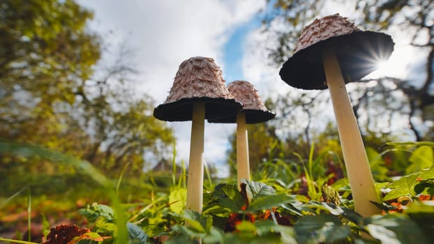 Sunlight filtering through shaggy ink cap mushrooms, creating a stunning display among lush green grass in an autumn forest setting